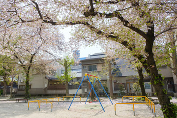 Fototapeta na wymiar 葉桜と公園