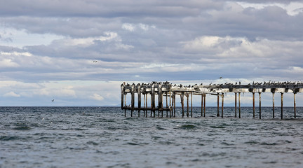 Pier with Seaguls and Sea