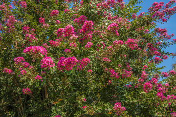 Fototapeta na wymiar Pink Flower Tree / Bush