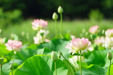 Photo sur Plexiglas fleur de lotus 蓮の花