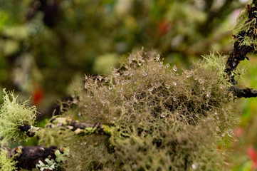 liquen