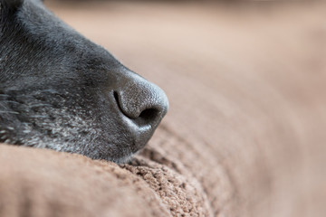 Fototapeta premium A close up of a black dog nose