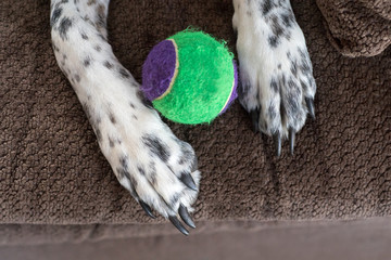 Obraz premium A close up of a dogs paw and tennise ball