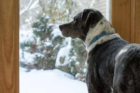 A Black And White Dog Looking Out The Door To A Snowy Landscape