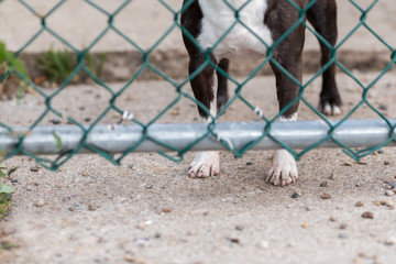 The paws of a Boston Terrior behind a chainlink fence