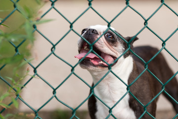 A happy Boston Terrier behind a chain link fence