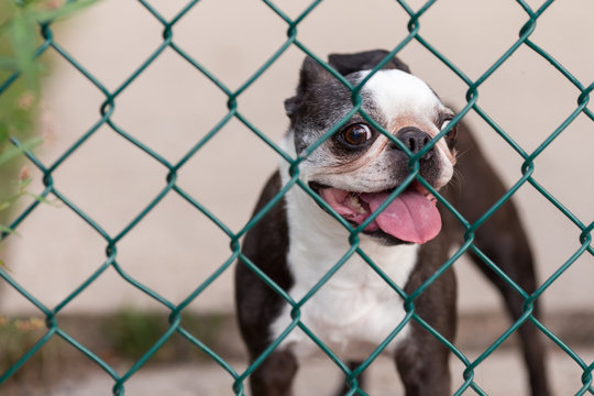 A happy Boston Terrier behind a chain link fence
