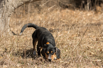 Beagle hunting in a field