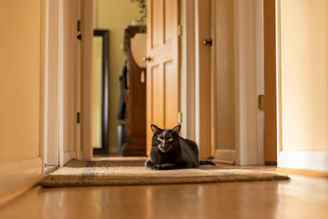 A black cat sitting in a patch of sunlight in a home