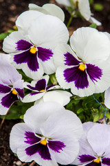 White Purple Pansies