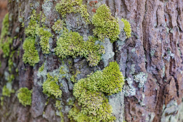 Blurred for background.Green mos on Trunk background,Trunk With Green Mos.