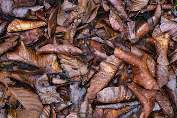Close up.Orange color dried leaves.Macro line leaf texture for background.