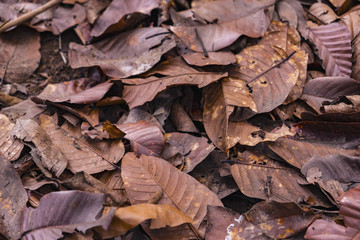 Close up.orange color dried leaves.Macro line leaf texture for background.