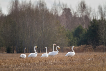 Goose swarm