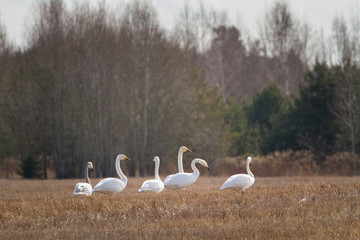 Goose swarm