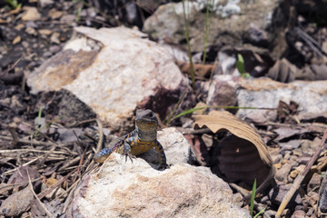 Butterfly lizards on the ground in the forest.