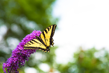 Swallowtail butterfly feeding on butterfly bush flowers in summer