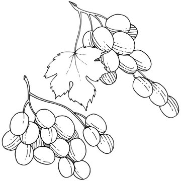 Grape healthy food in a vector style isolated. Full name of the fruit: grape. Vector wild fruit for background, texture, wrapper pattern or menu.