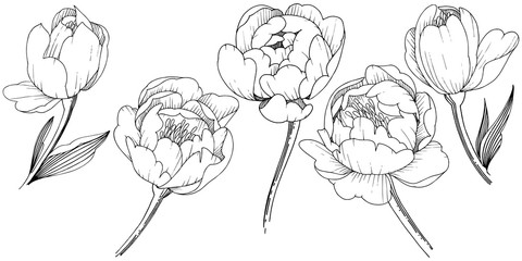 Wildflower peony in a vector style isolated. Full name of the plant: peony. Vector flower for background, texture, wrapper pattern, frame or border.