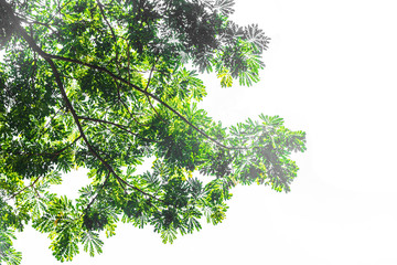 Green leaf isolated on a white background