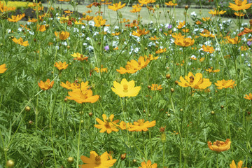 Obraz premium Orange and Yellow flower of Mexican Diasy, Sulfur Cosmos, Orange and Yellow Cosmos in the garden.