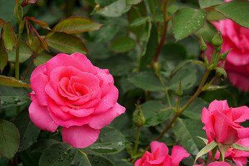 Beautiful pink roses on rainy day. 雨の日に美しいピンク色のバラ