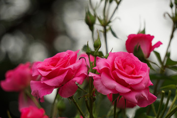 Beautiful pink roses on rainy day. 雨の日に美しいピンク色のバラ