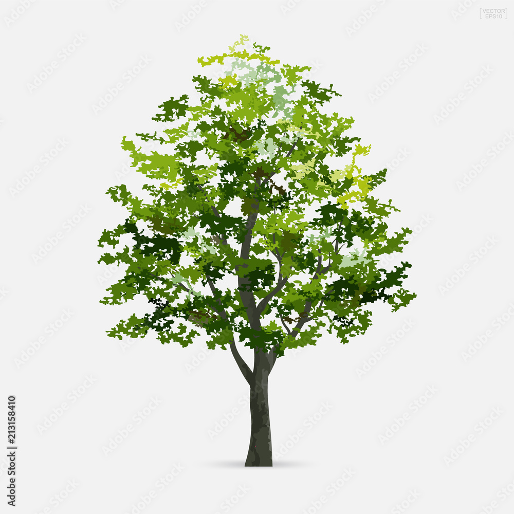 Poster tree isolated on white background with soft shadow. use for landscape design, architectural decorati