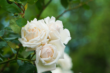 Beautiful white roses on a rainy day   雨の日の美しく白いバラ