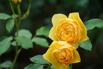Beautiful yellow roses on rainy day. 雨の日に美しい黄色のバラ