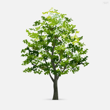 Tree isolated on white background with soft shadow. Use for landscape design, architectural decorative. Park and outdoor object idea for natural articles both on print and website. Vector.