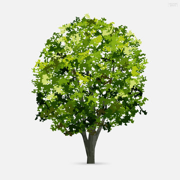 Tree isolated on white background with soft shadow. Use for landscape design, architectural decorative. Park and outdoor object idea for natural articles both on print and website. Vector.