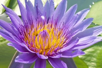 Close Up.Purple white lotus on water backgroud.