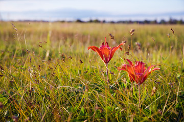 Red wild lilies in a field with green grass during sunset. Wildflowers. Nature background.