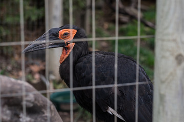 Large black bird in a cage - safari