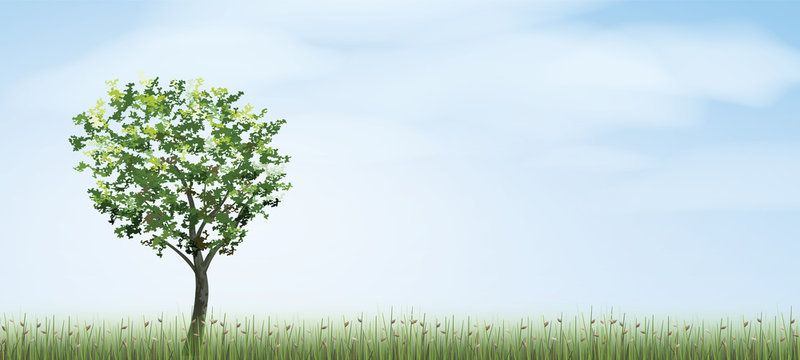 Alone tree in green field area with blue sky and clouds background. Outdoor natural abstract background. Use for natural article both on print and website. Vector.