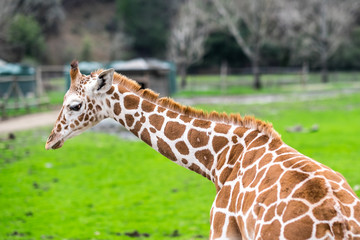 Standing Giraffes by a fence