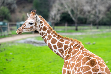 Standing Giraffes by a fence