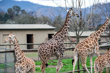 5 Standing Giraffes by a fence - young and old - dark and light brown