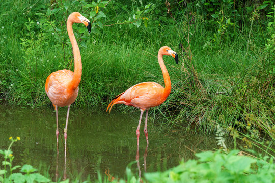 Greater Flamingo beautiful pink big bird in water in the nature habitat.