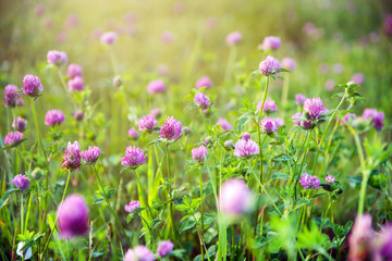 Pink flowers of clover in the evening, selective focus. Wildflowers. Nature background.
