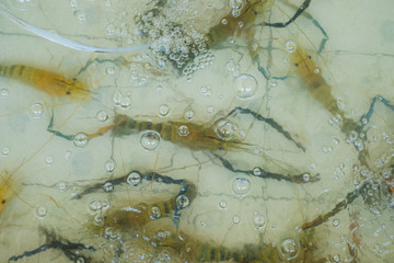 Shrimp in the water tank with oxygen.
