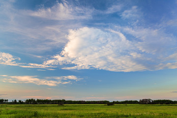 The field with green grass and a strip of forest with sky before sunset. Evening sky with white clouds with shades of pink.