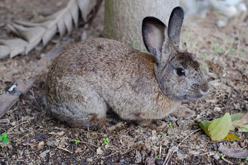 Cute gray bunny rabbit sitting on ground in the garden.Animal nature background.Easter day concept idea.