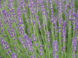 ラベンダー
