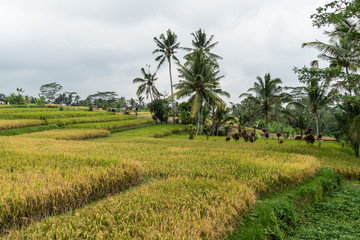 Fototapeta na wymiar The famous rice paddies near Ubud in the heart of Bali in Indonesia, Southeast Asia