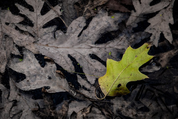 Last of the green leafs