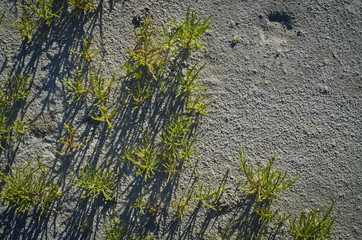 The little grass sprouts growing up and through the salty sand of the great salt lake floor. 