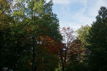 Fototapeta premium Not Autumn Yet