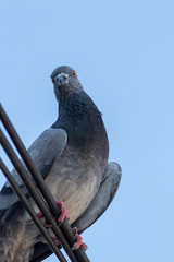 Dove standing on the wires.